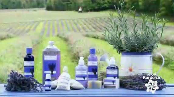تولید عطر سنبل Lavender Essential Oil