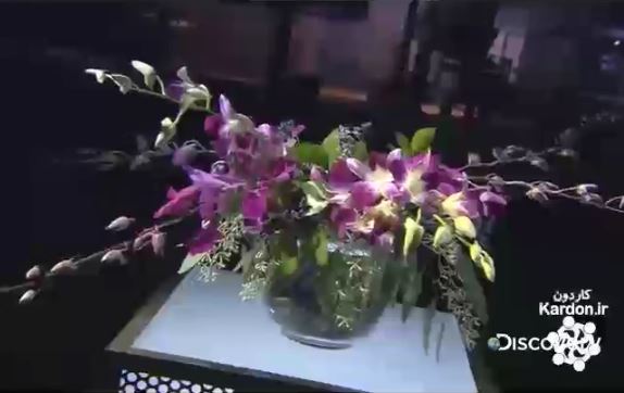 تولید گل ارکیده Orchids