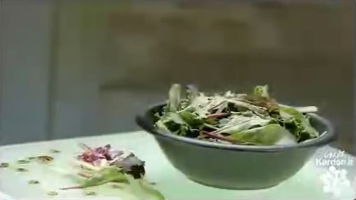 کارخانه مخلوط سالاد mixed salad