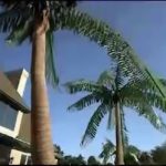 ساخت نخل مصنوعی  artificial palm